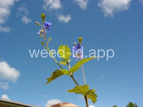 speedwell, germander